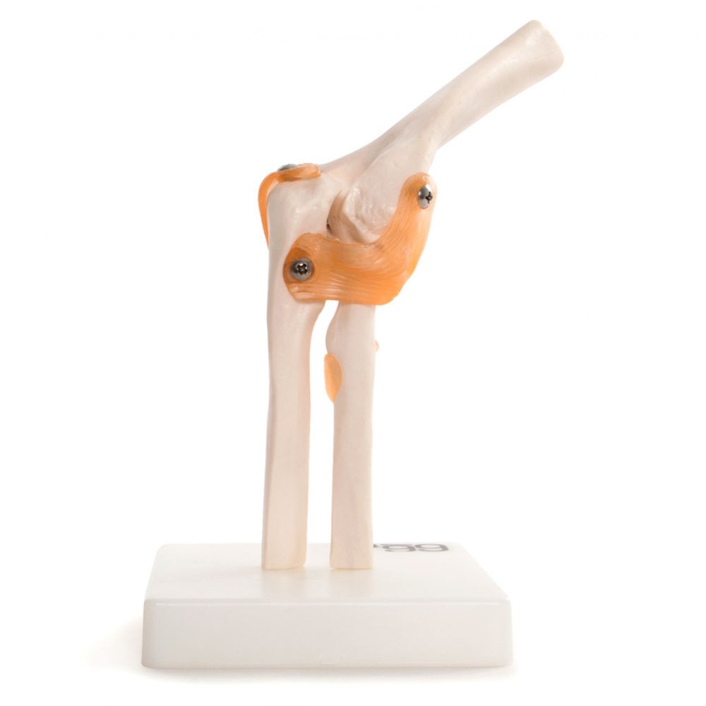 Anatomy Models | | Physio Shop